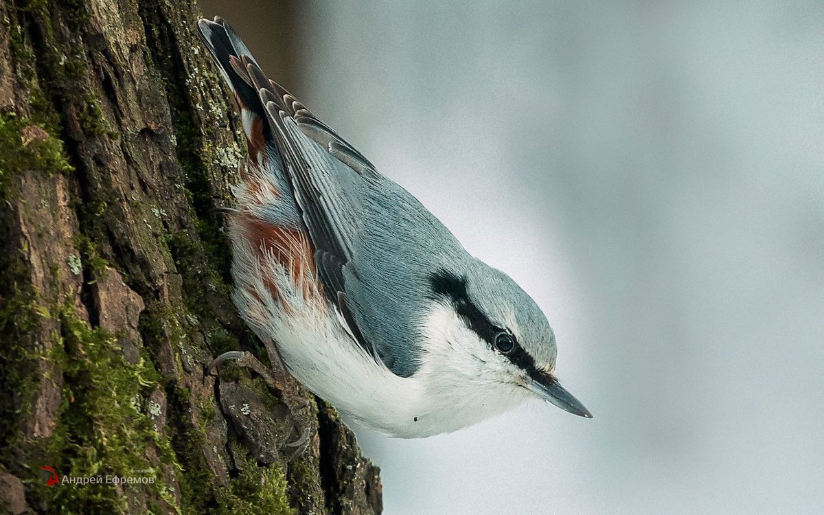 Обыкновенный поползень самец