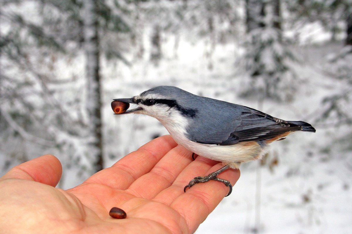 Поползень самка