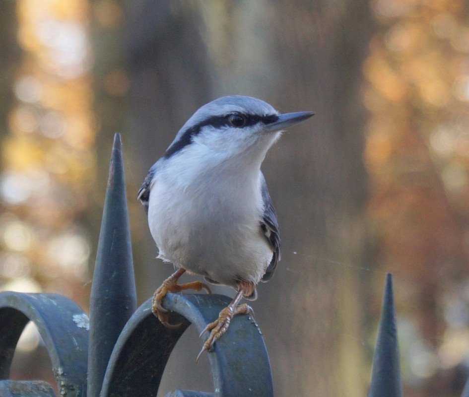 Поползень на столбе