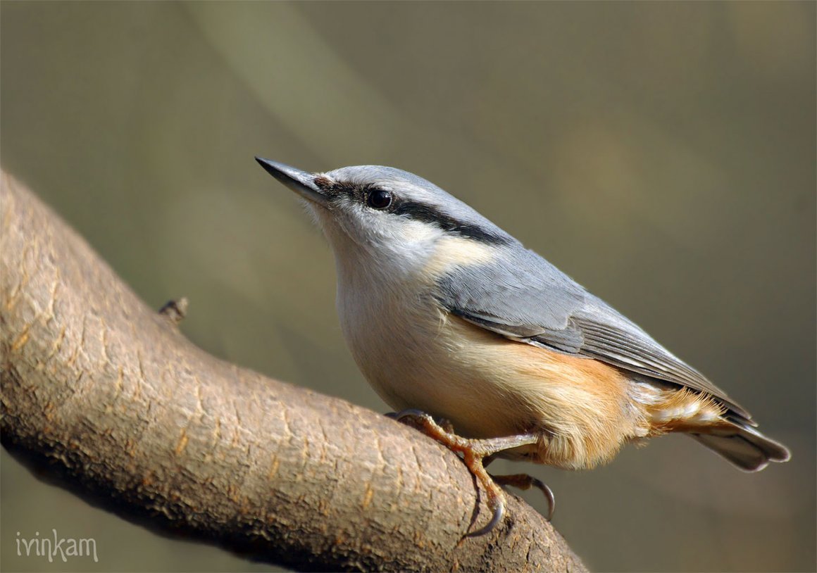 Птенец поползня