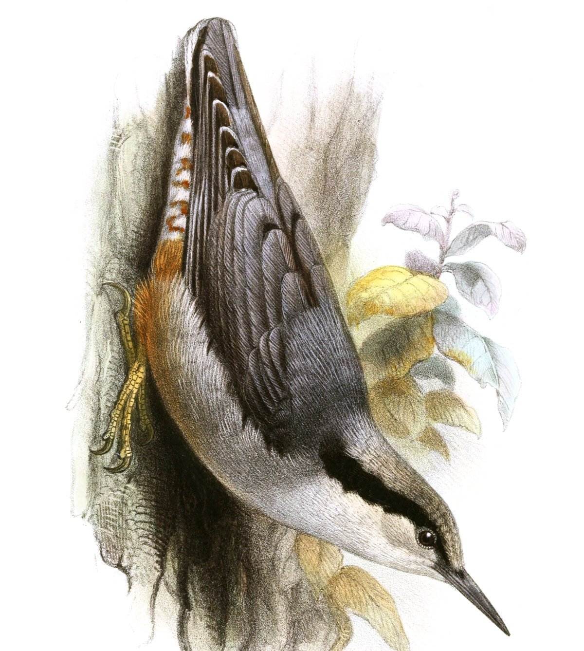 Поползень зимующая птица или нет