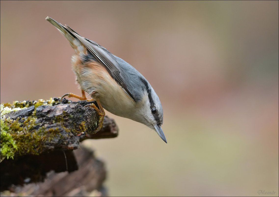 Поползень раскраска