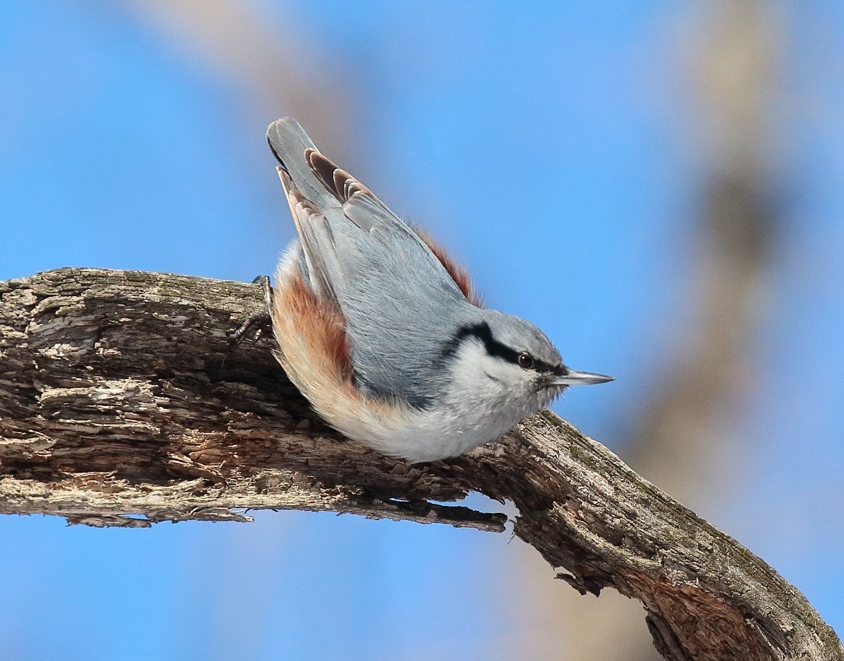 Поползень картинка