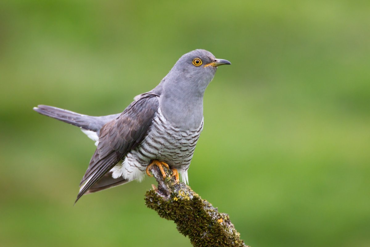 Мемы полетели