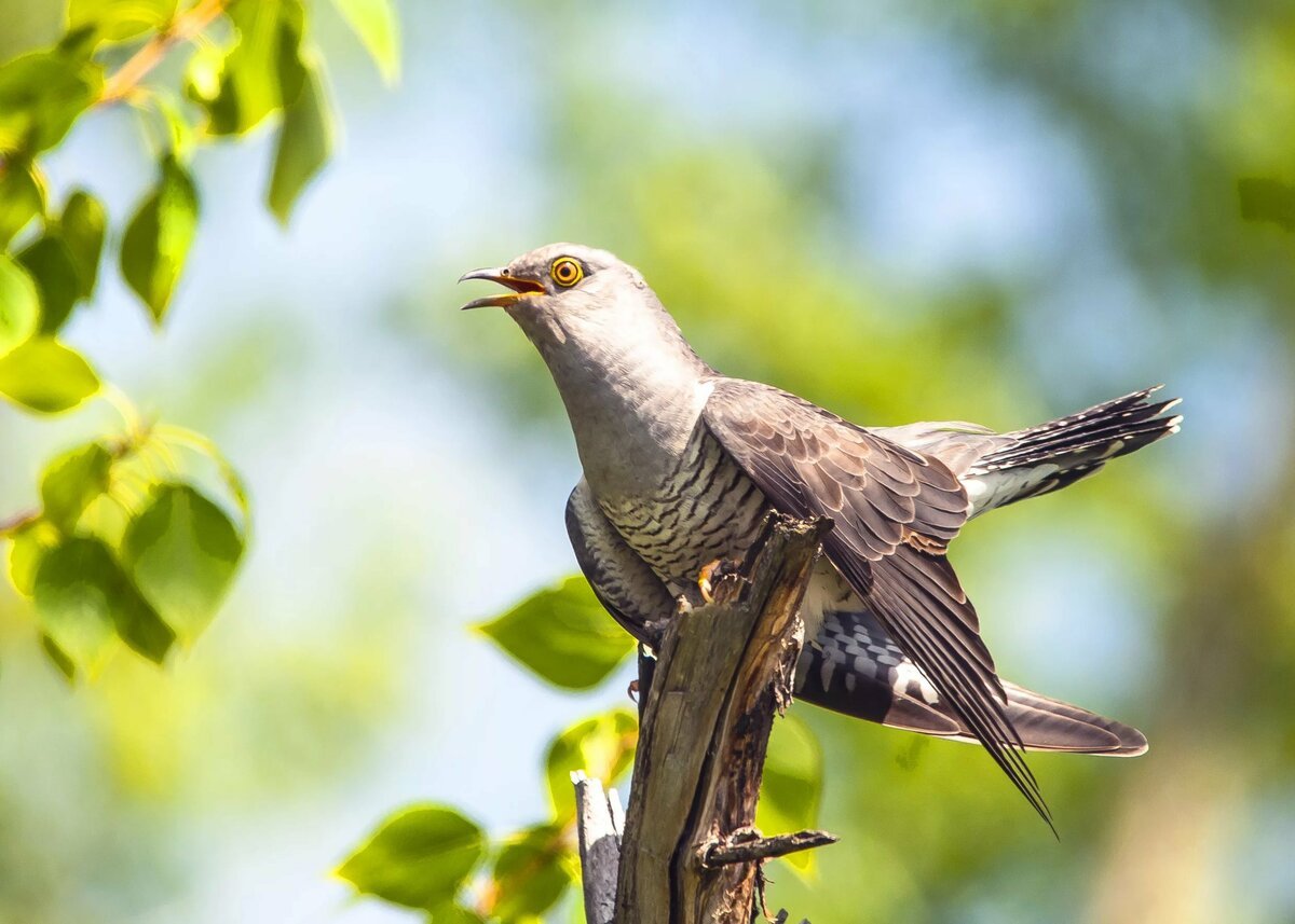 Кукушонок прикол