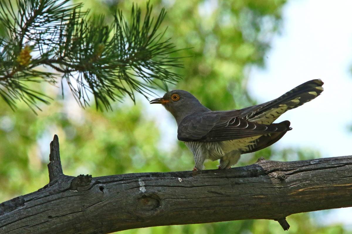 Птицы Урала Кукушка