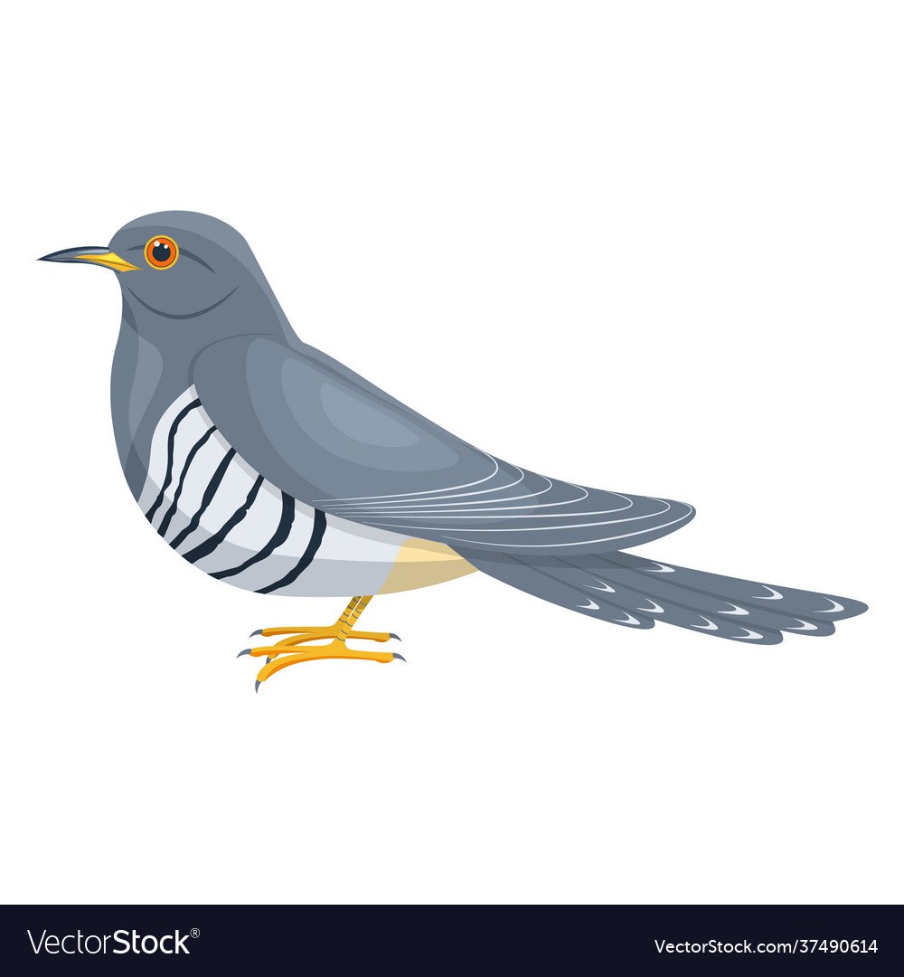 Обыкновенная Кукушка самец