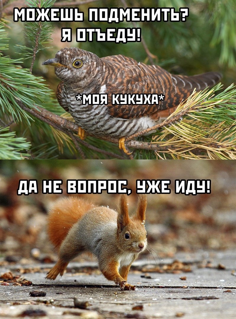 Малая Кукушка