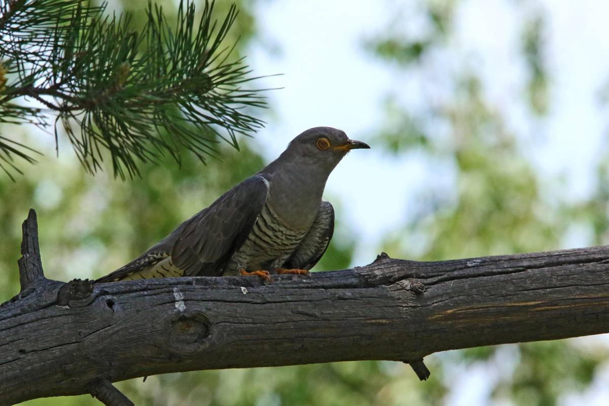 Кукуканье кукушки