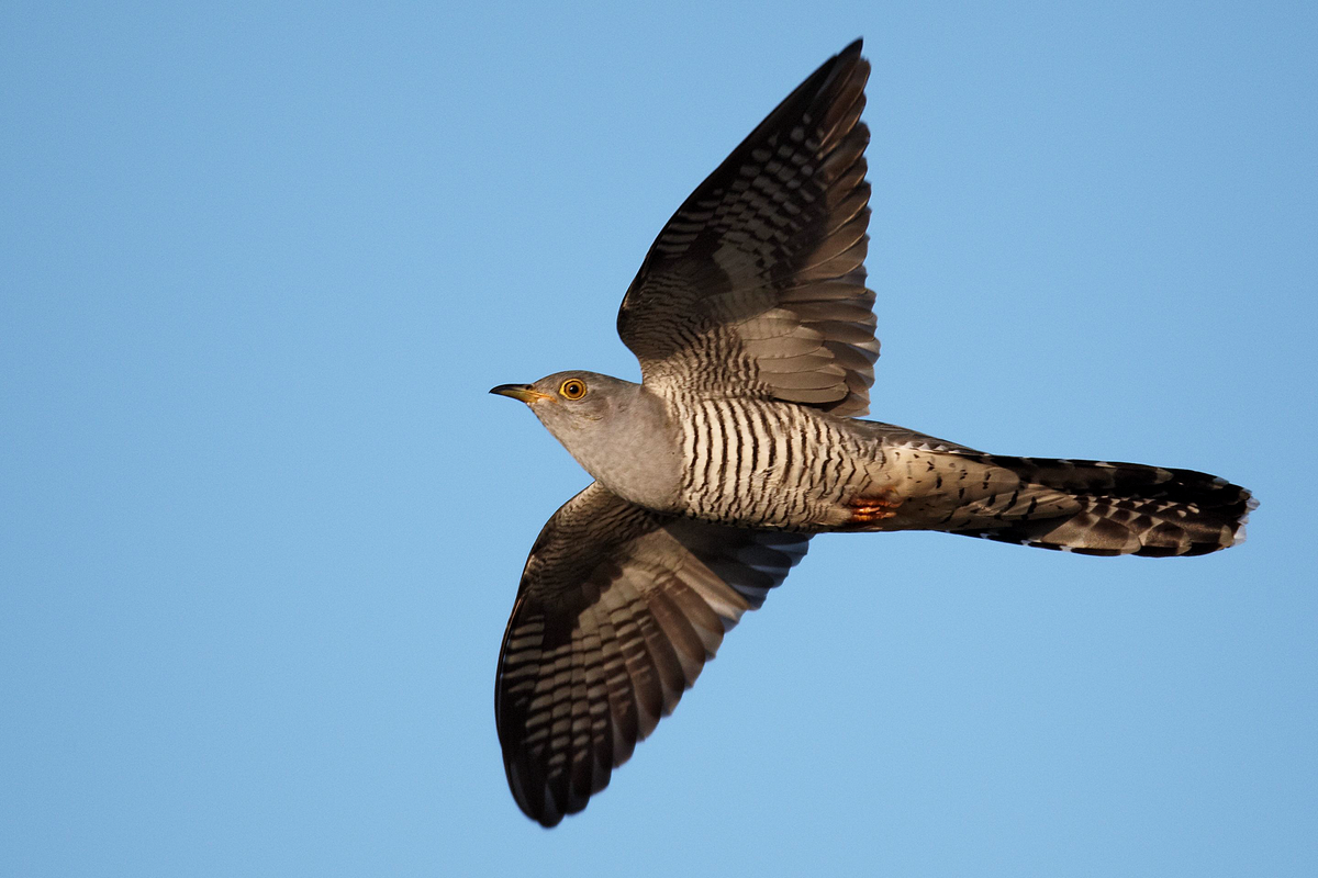 Кукушка – Cuculus canorus l.