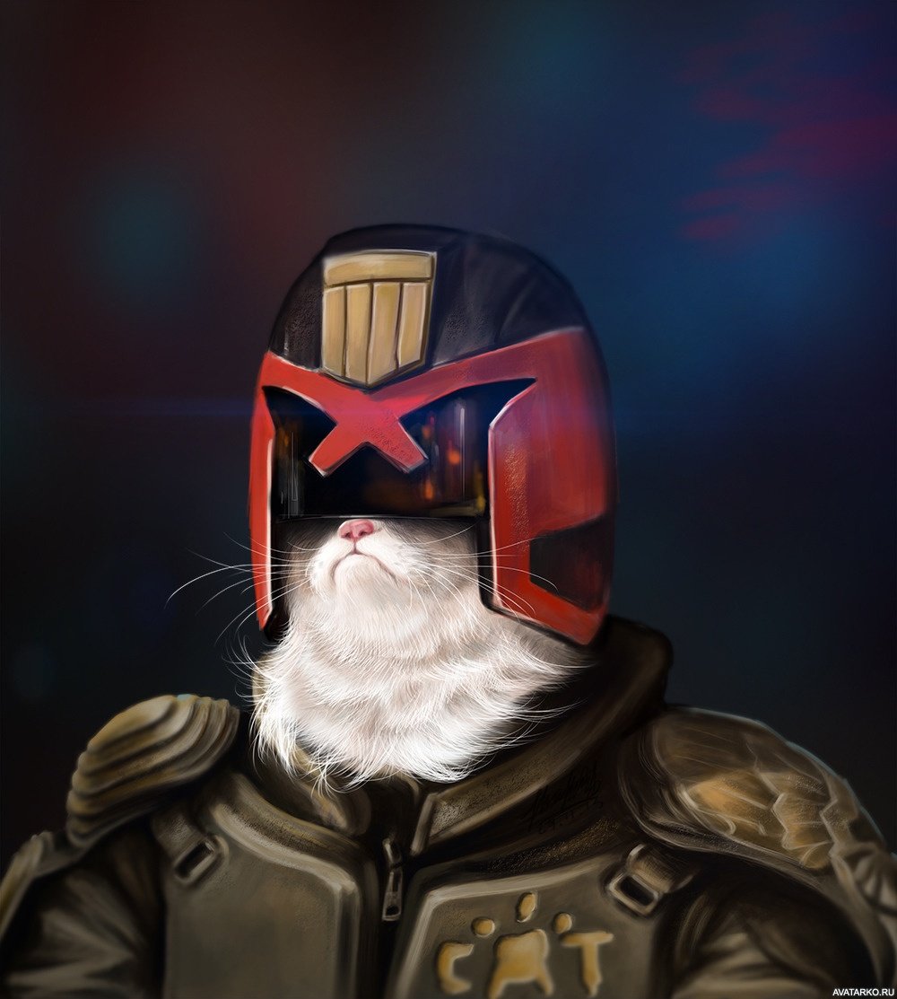 Кот в шлеме