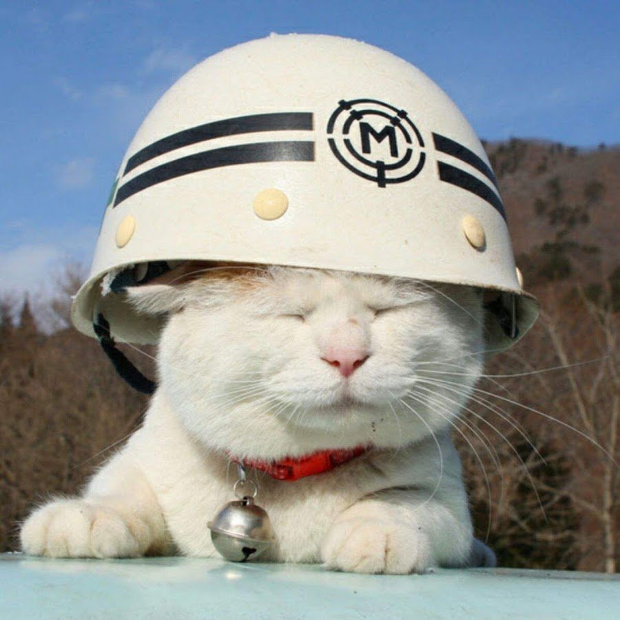 Котик в немецкой фуражке