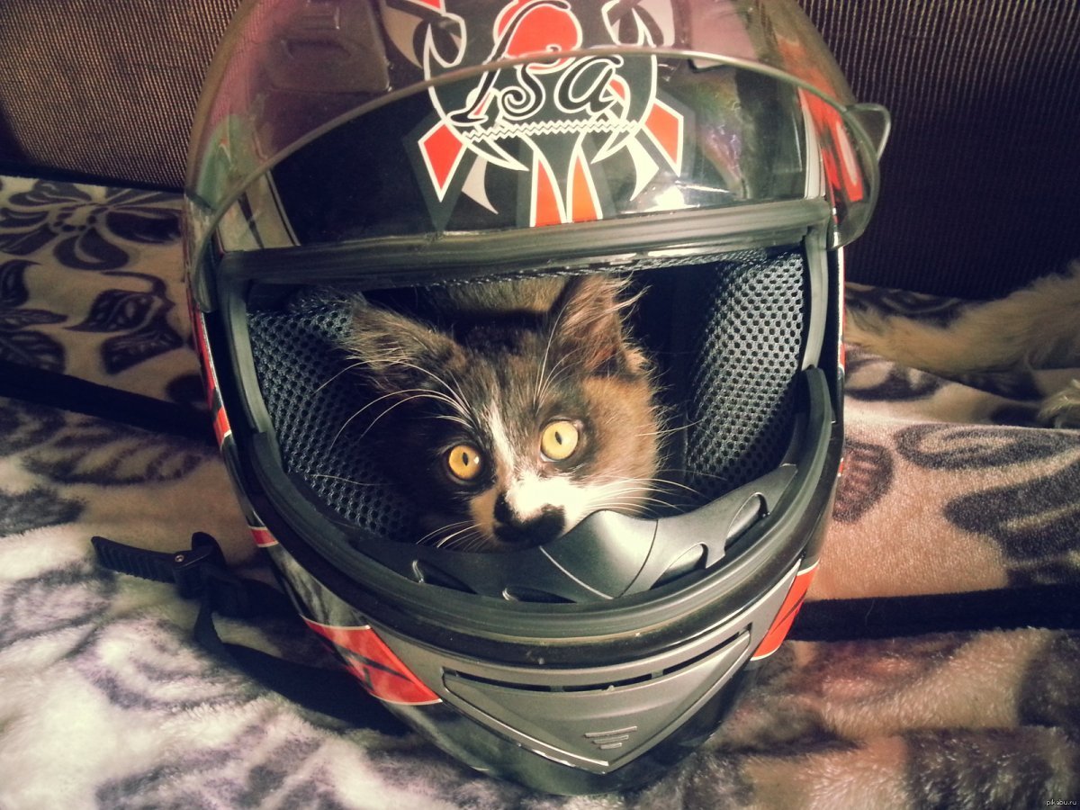 Кот в мотоциклетном шлеме