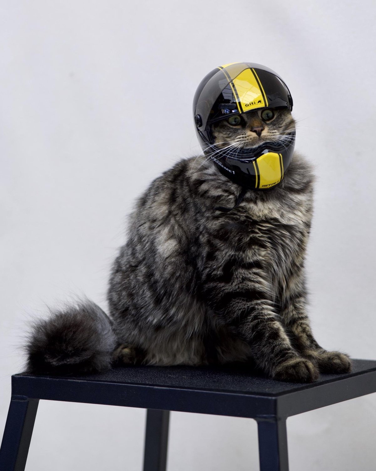 Кот в каске