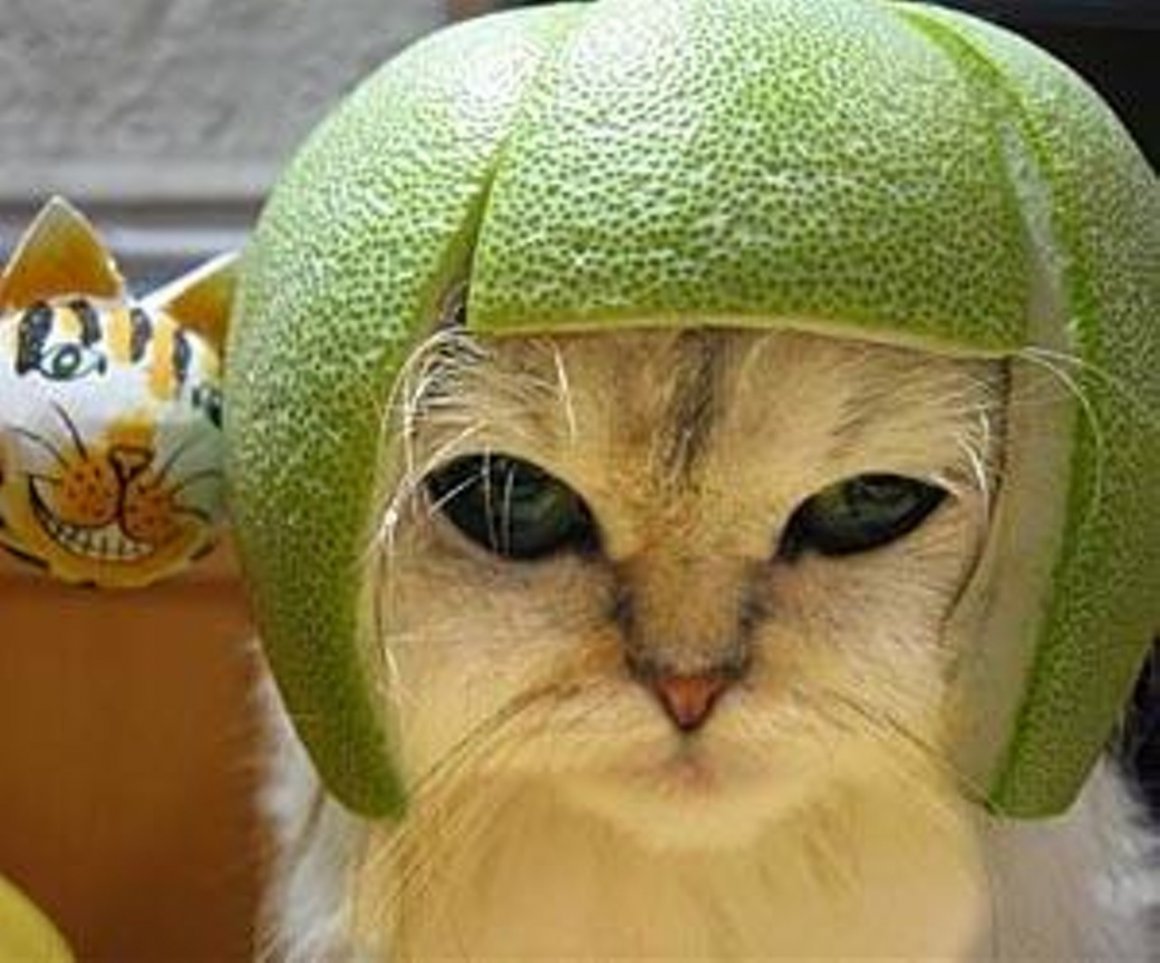 Шлем из апельсина для кота