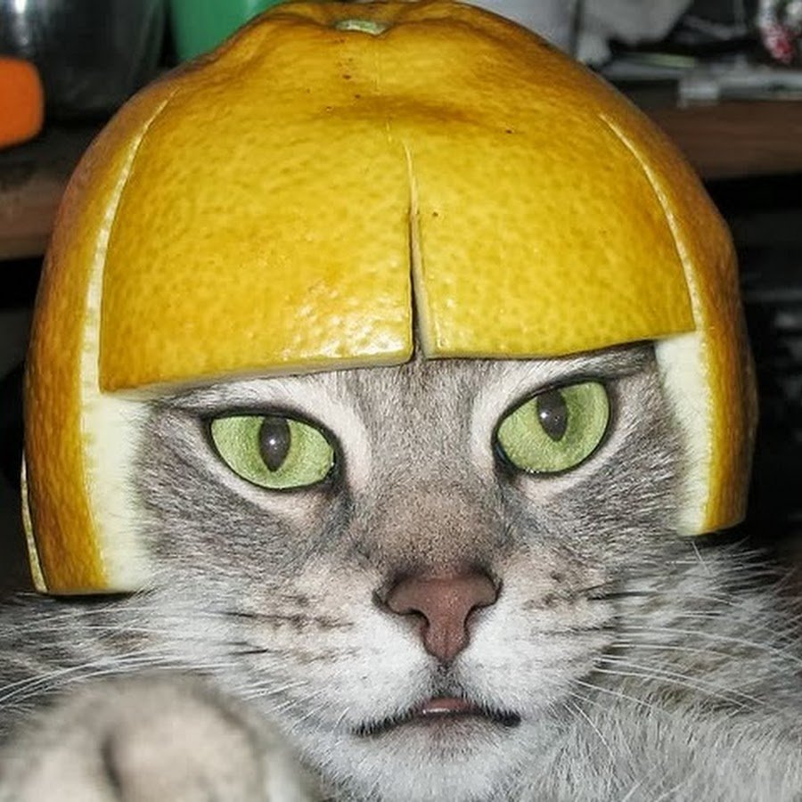 Кот в шлеме