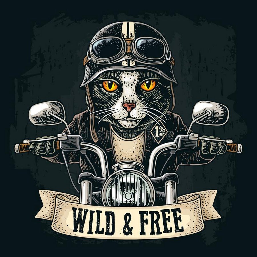 Кот мотоциклист