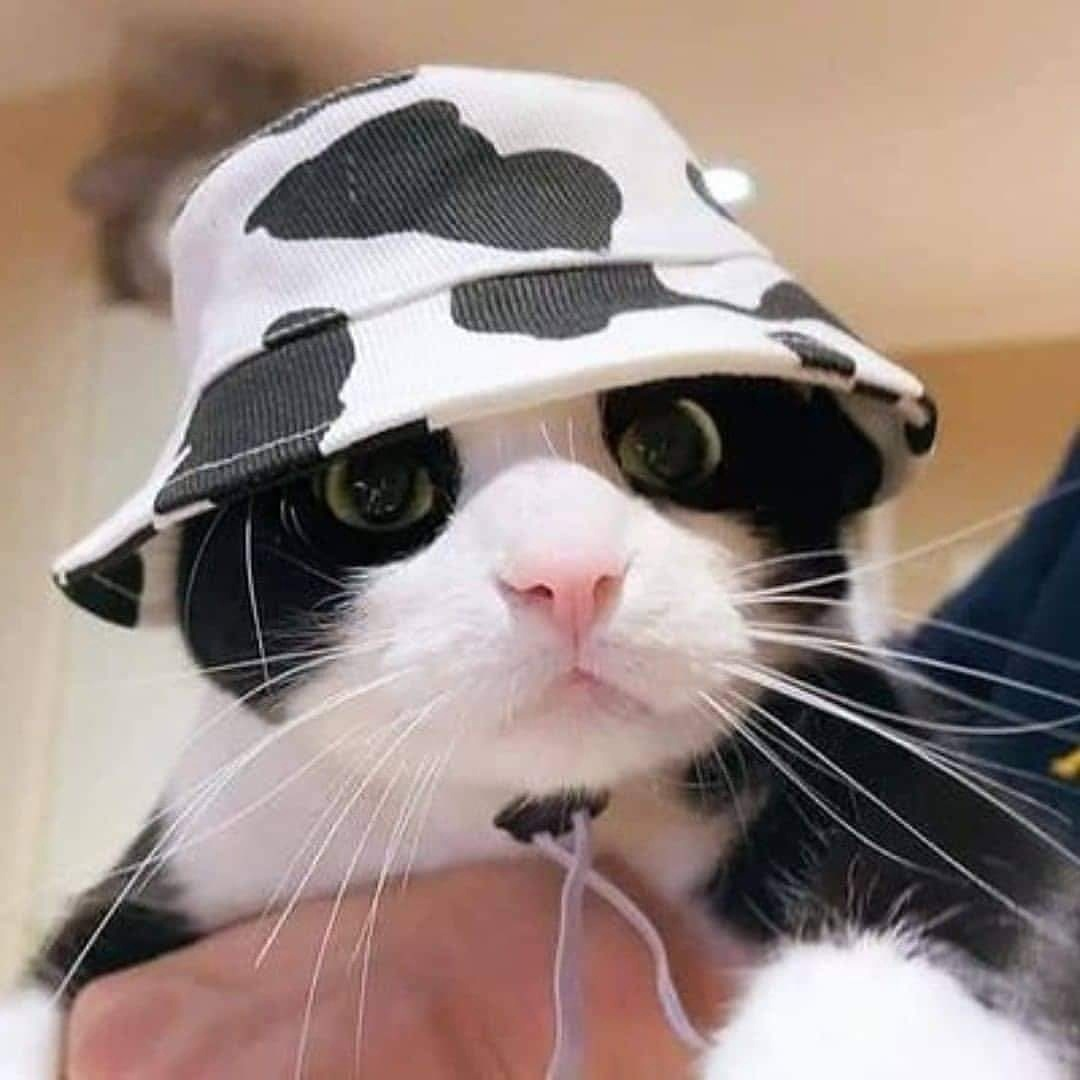 Кот в каске