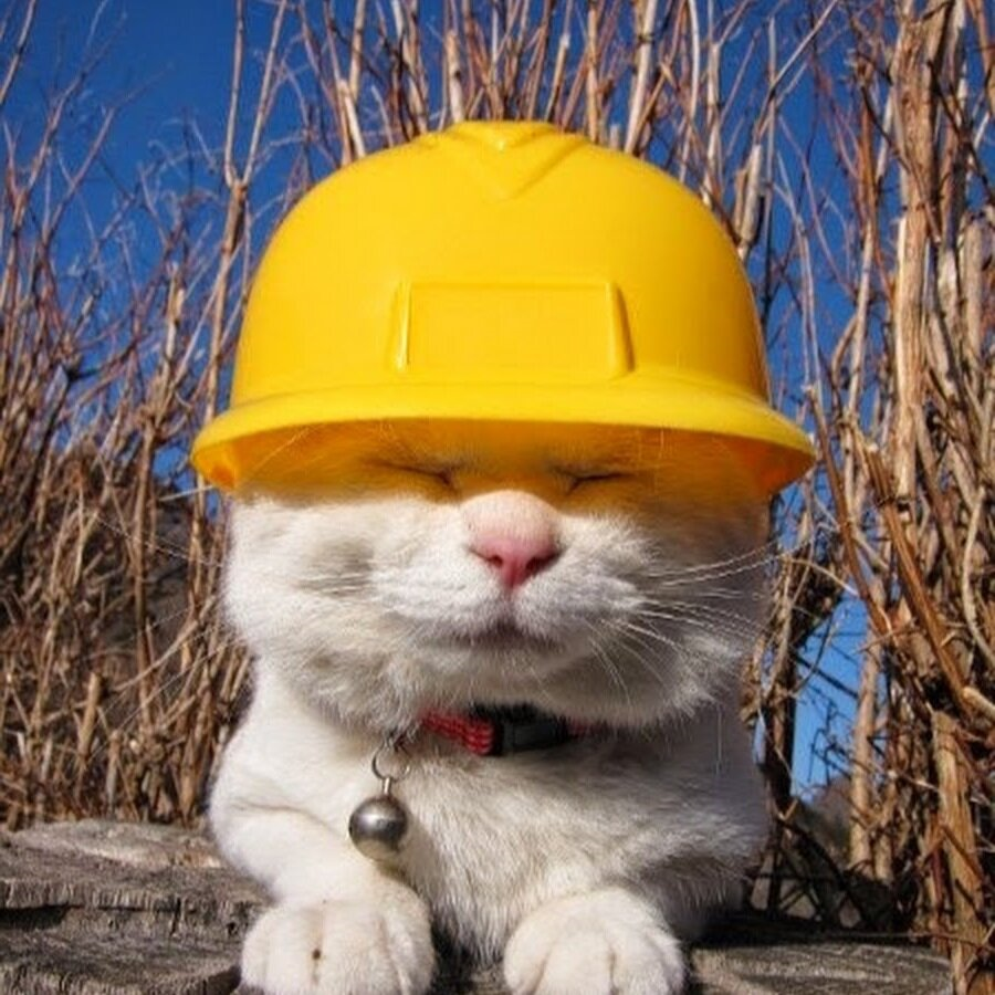 Кот танкист