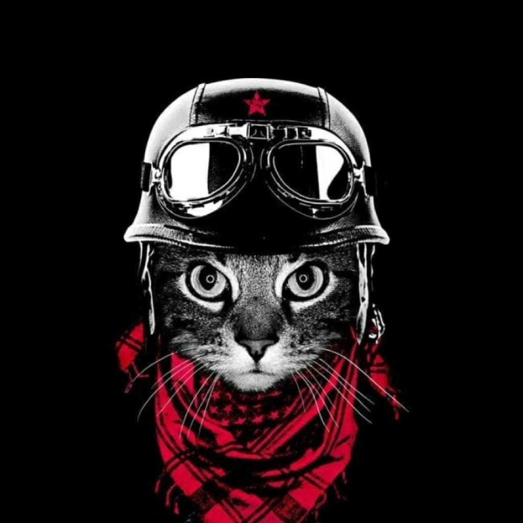 Кот в скафандре старкрафт