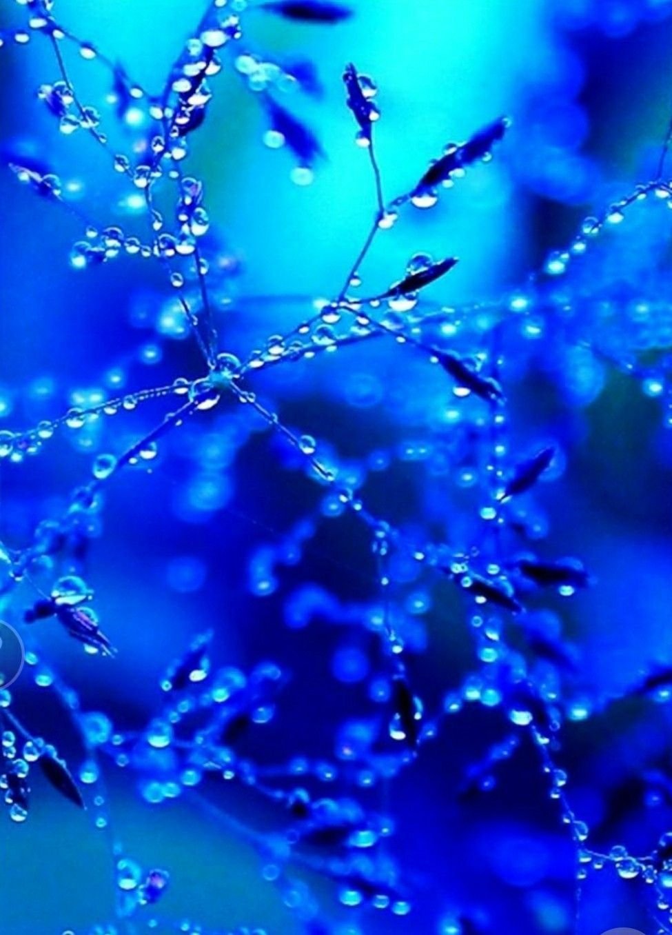 Синие капли