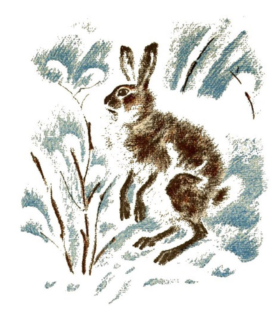 Заячьи лапы Паустовский иллюстрации к рассказу