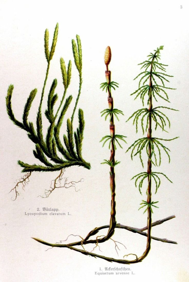 Хвощ полевой корневище