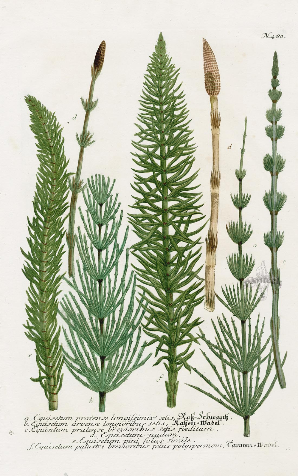 Хвощ полевой