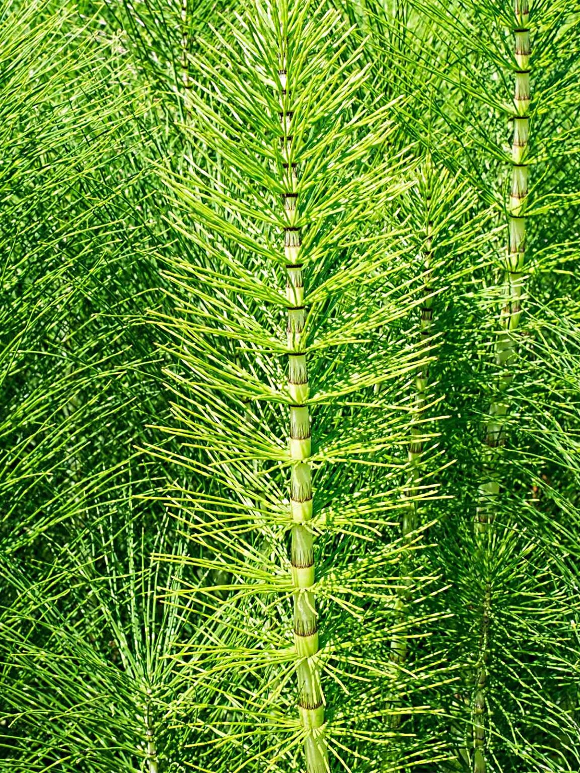 Древовидные хвощи