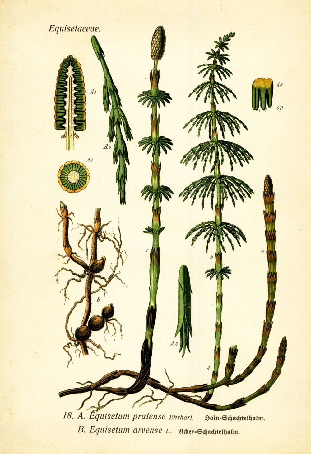 Хвощ полевой