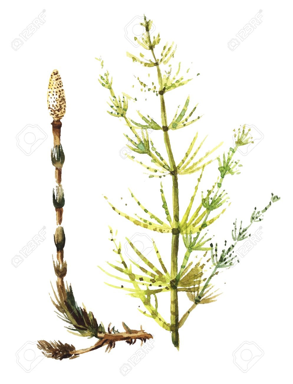 Хвощ полевой гербарий