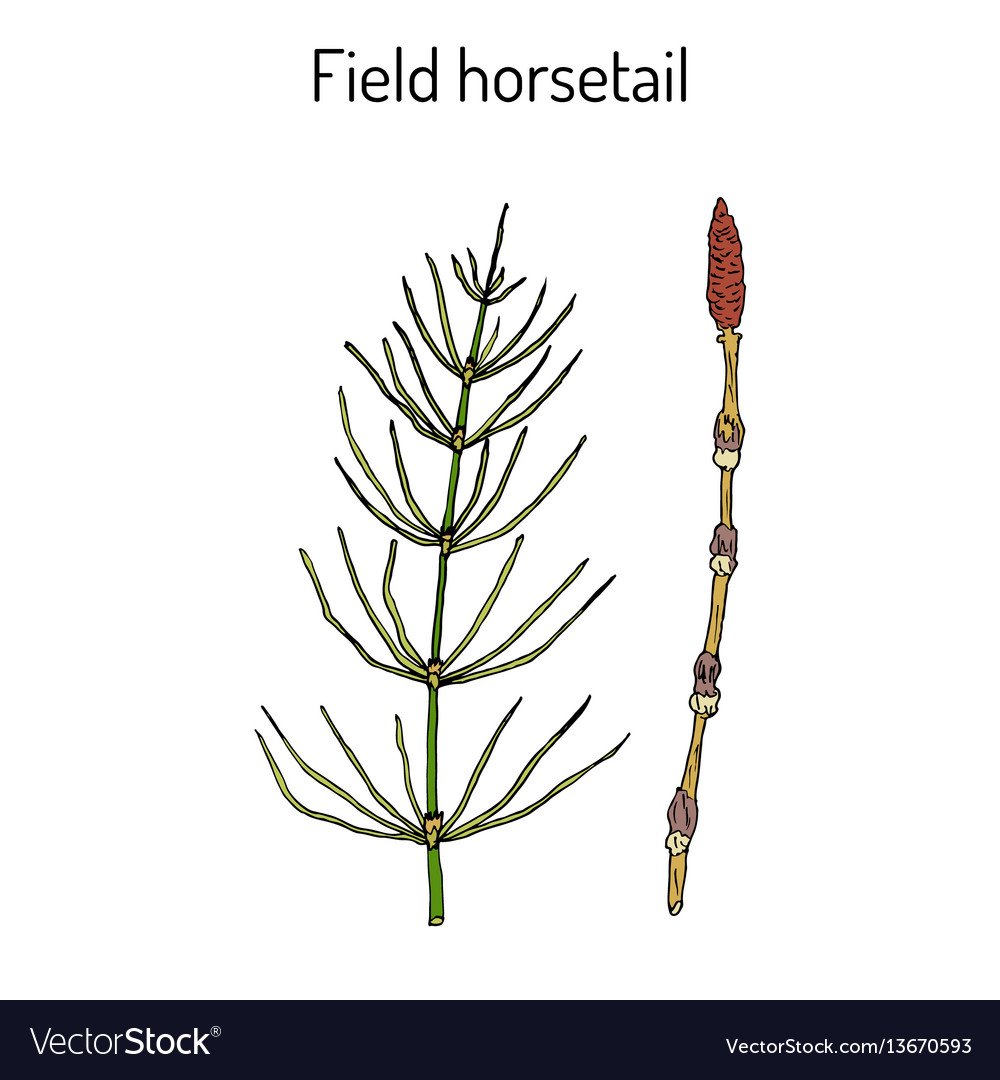 Пестики хвоща полевого