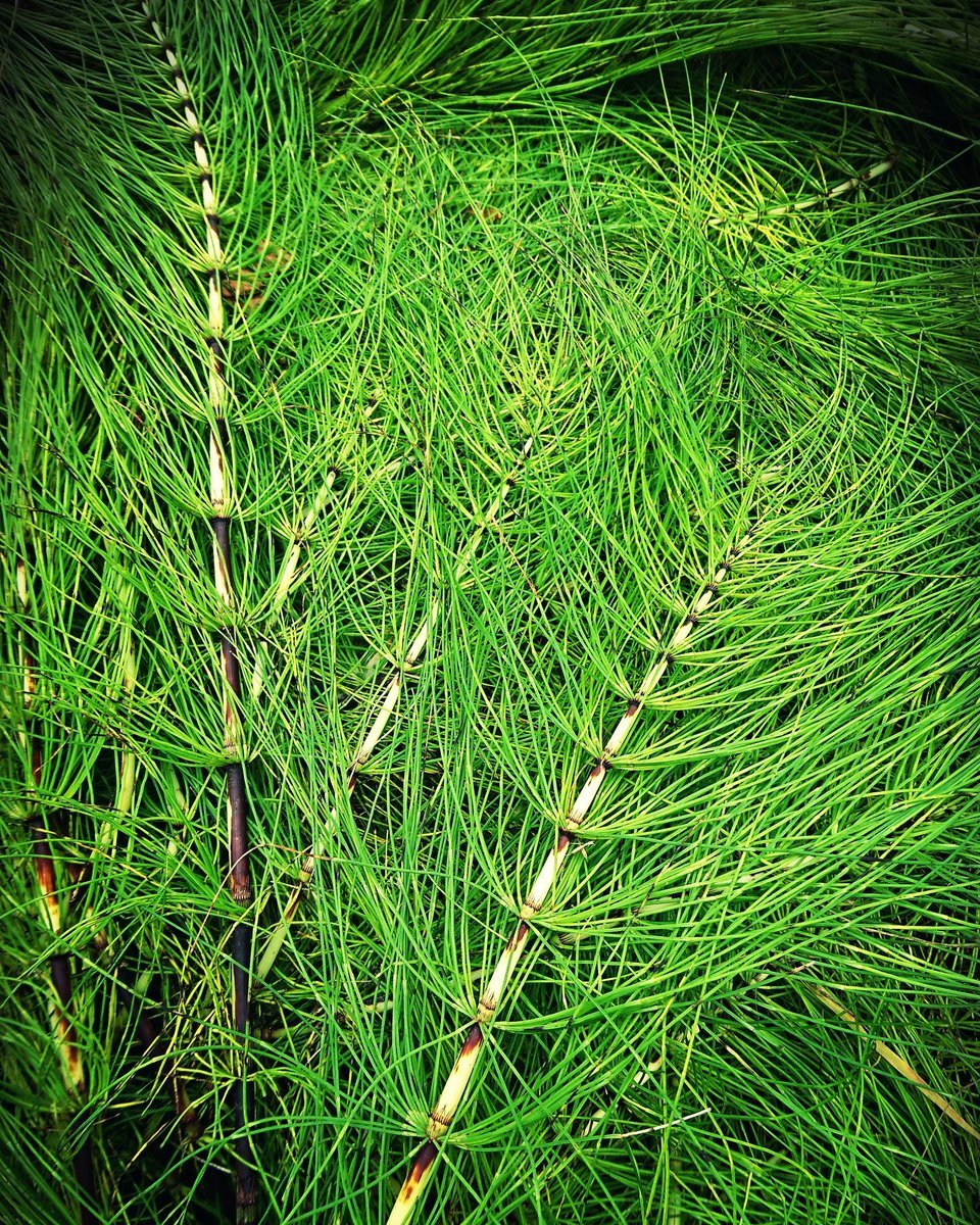 Хвощ полевой (Equisetum arvense)