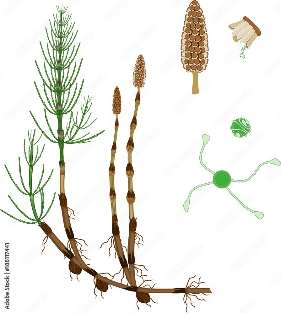 Эквизетум арвенсе