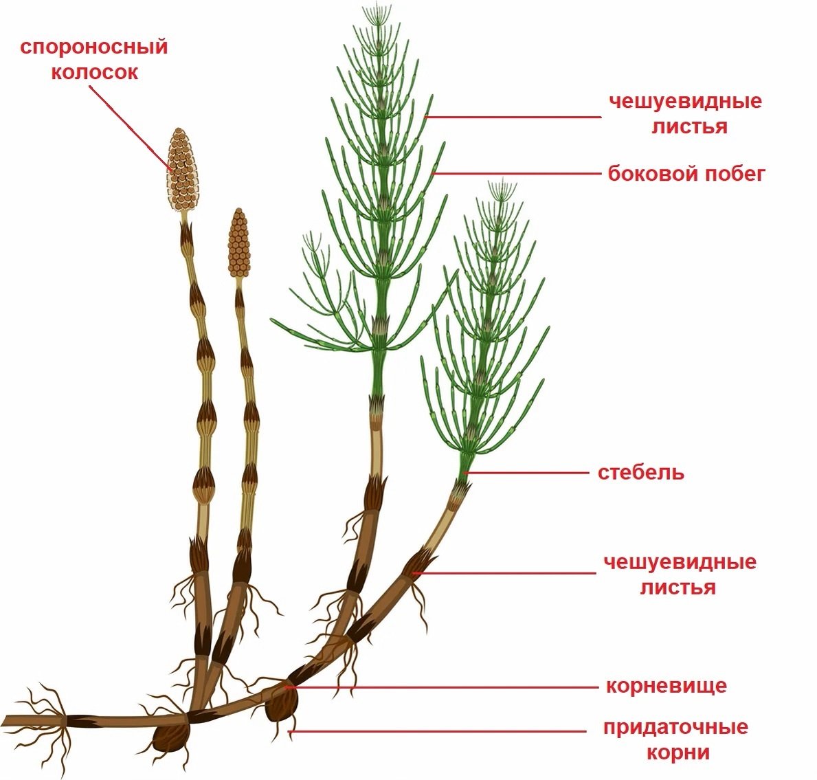 Хвощ полевой (Equisetum arvense)