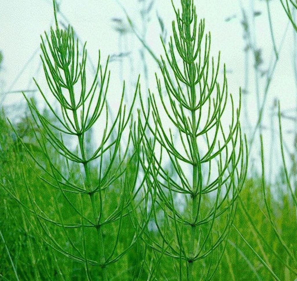 Хвощ полевой картинки