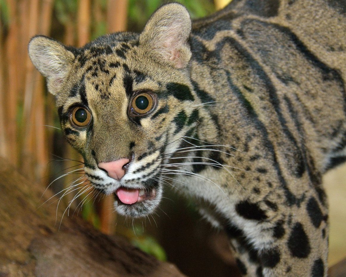 Дымчатый леопард Panthera nebulosa