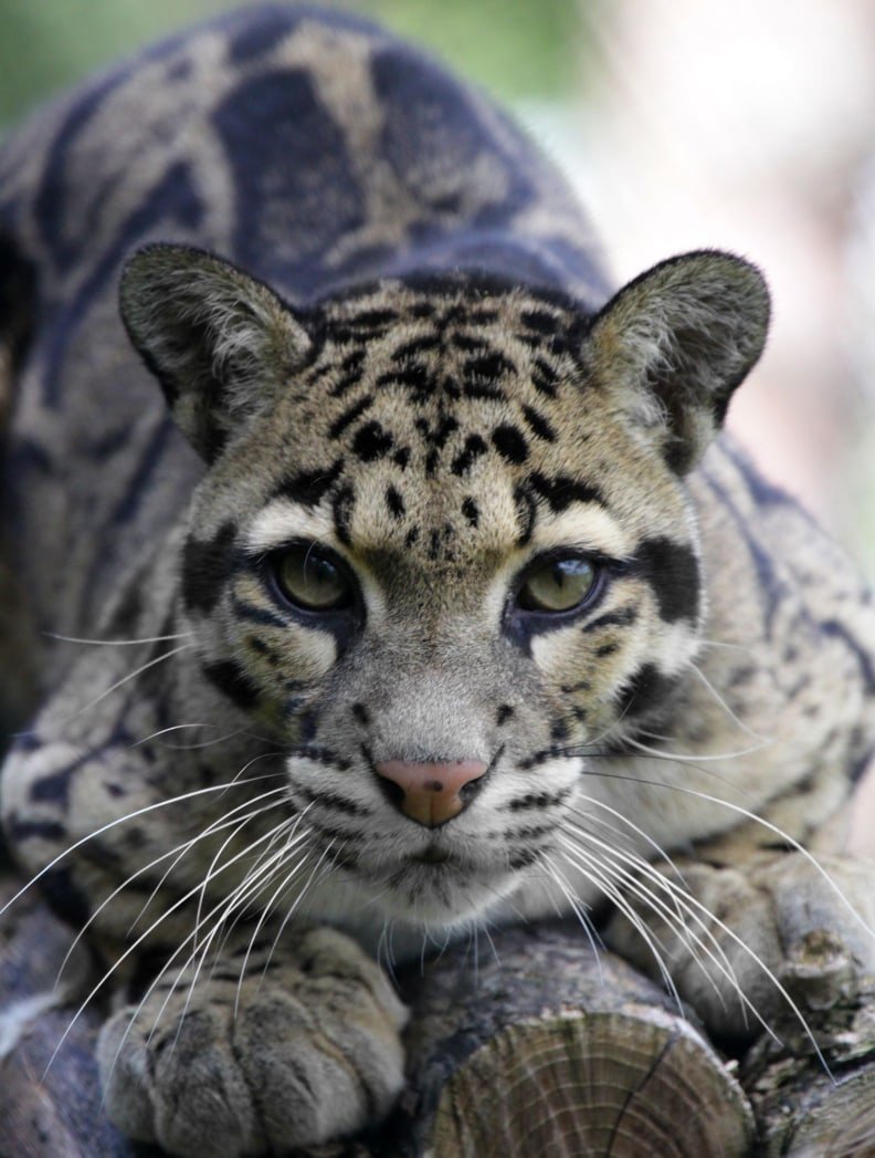 Дымчатый леопард (Neofelis nebulosa),