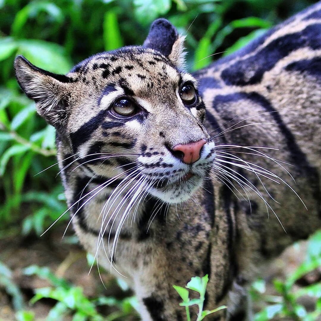 Дымчатый леопард меланист