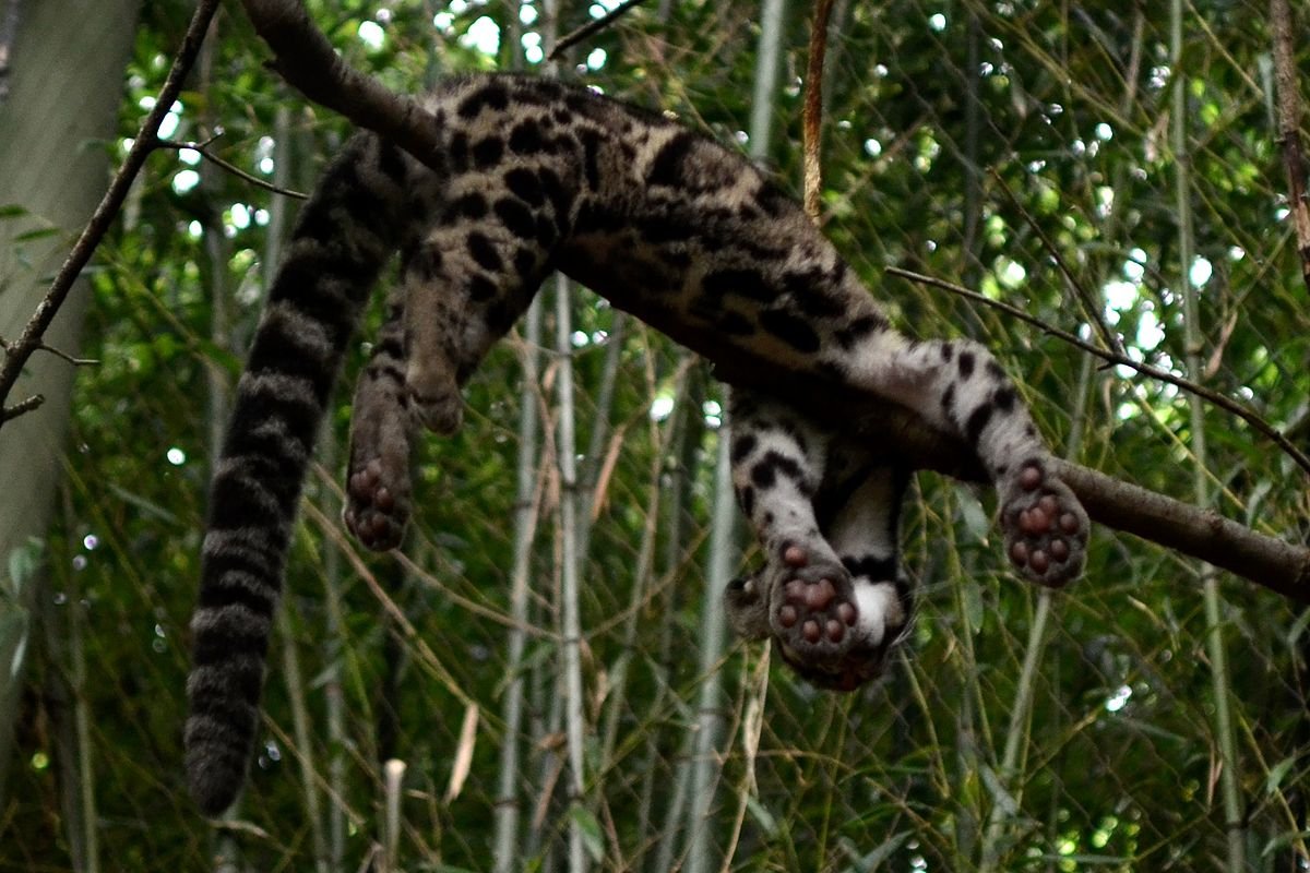 Дымчатый леопард