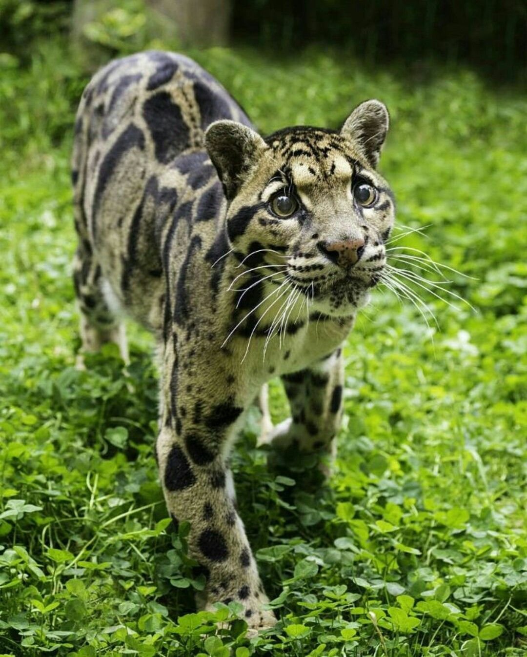 Дымчатый леопард домашний