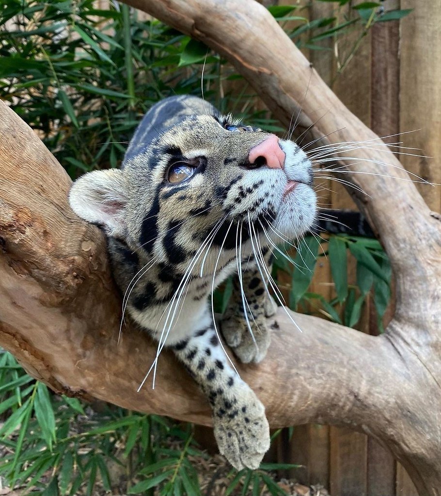 Таиландский дымчатый леопард