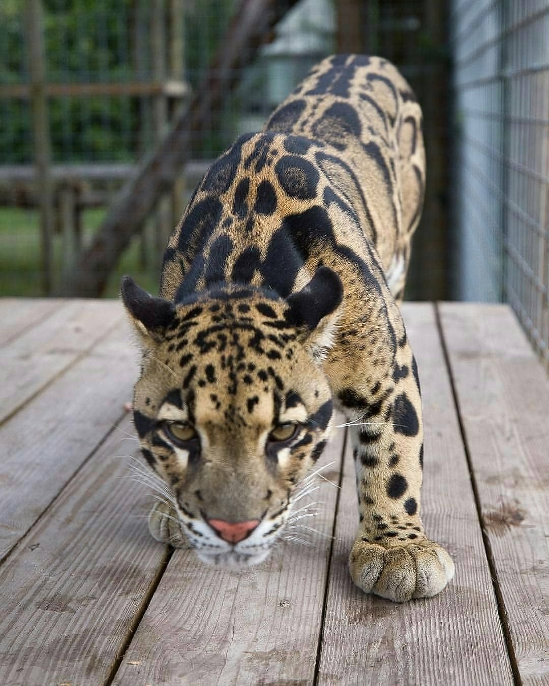 Дымчатый леопард меланист