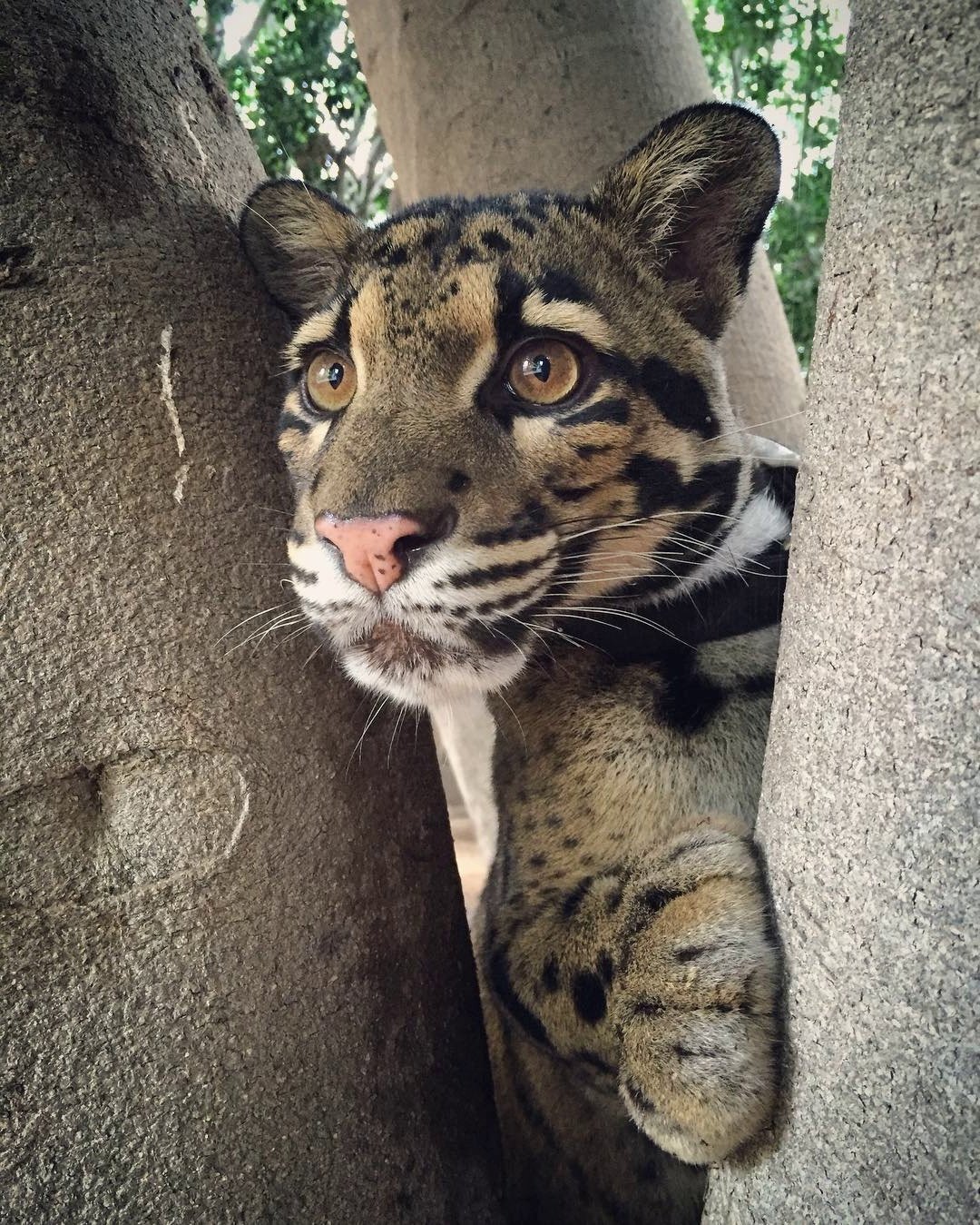 Дымчатый леопард оскал