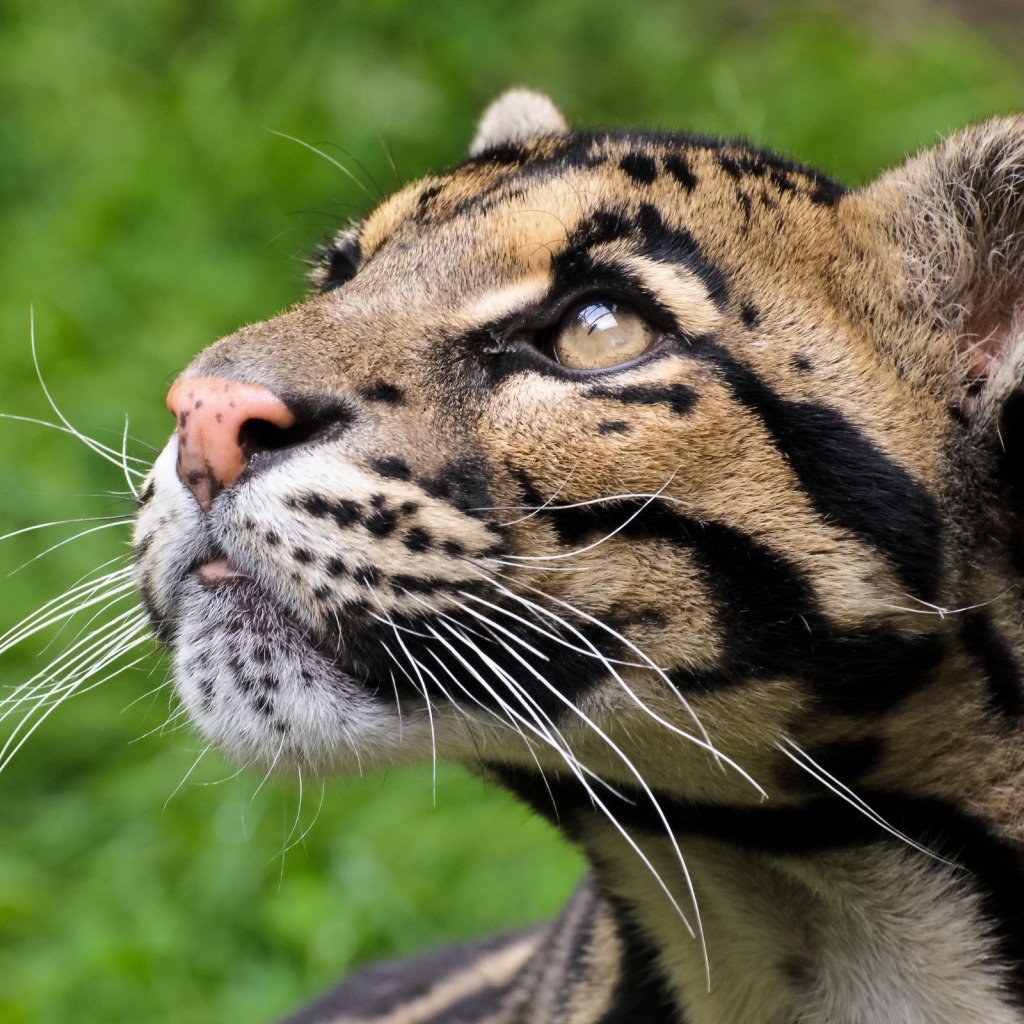 Тайваньский дымчатый леопард