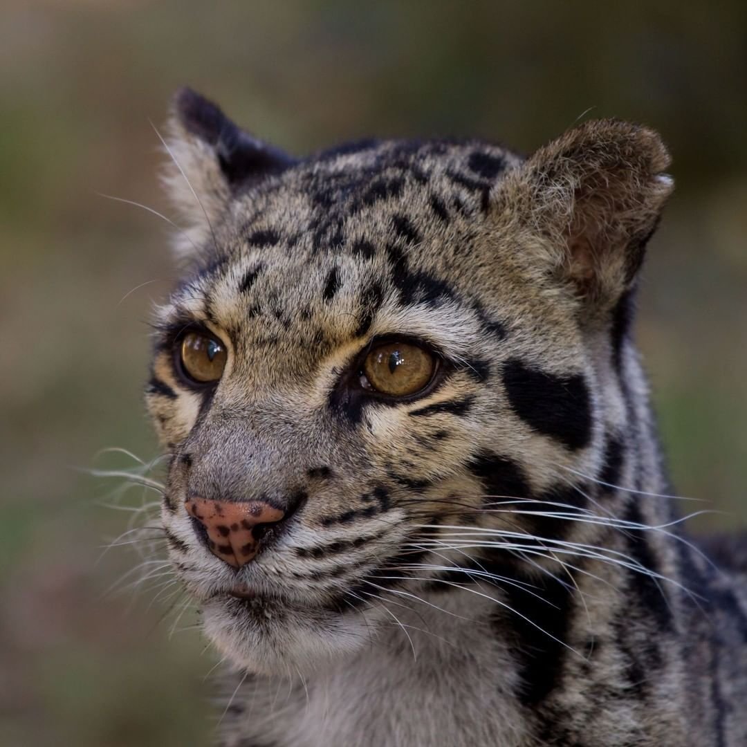 Тайский дымчатый леопард