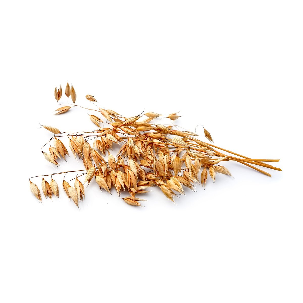 Овес на белом фоне