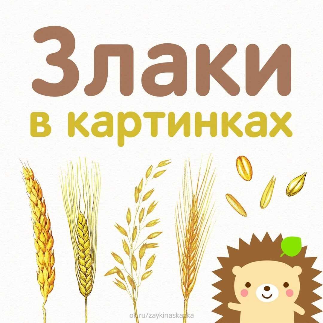 Злаки для детей
