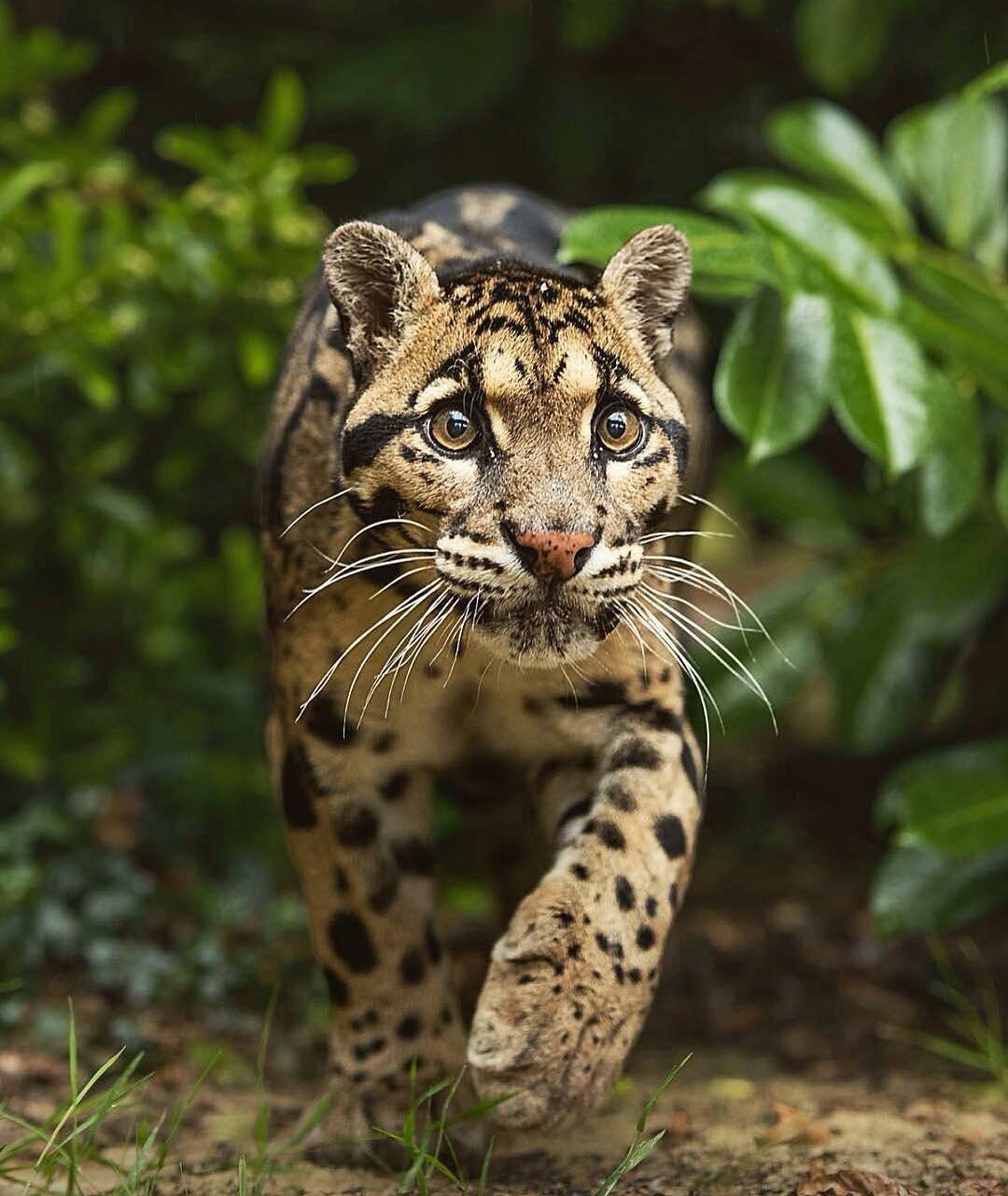 Дымчатый леопард (Neofelis nebulosa),