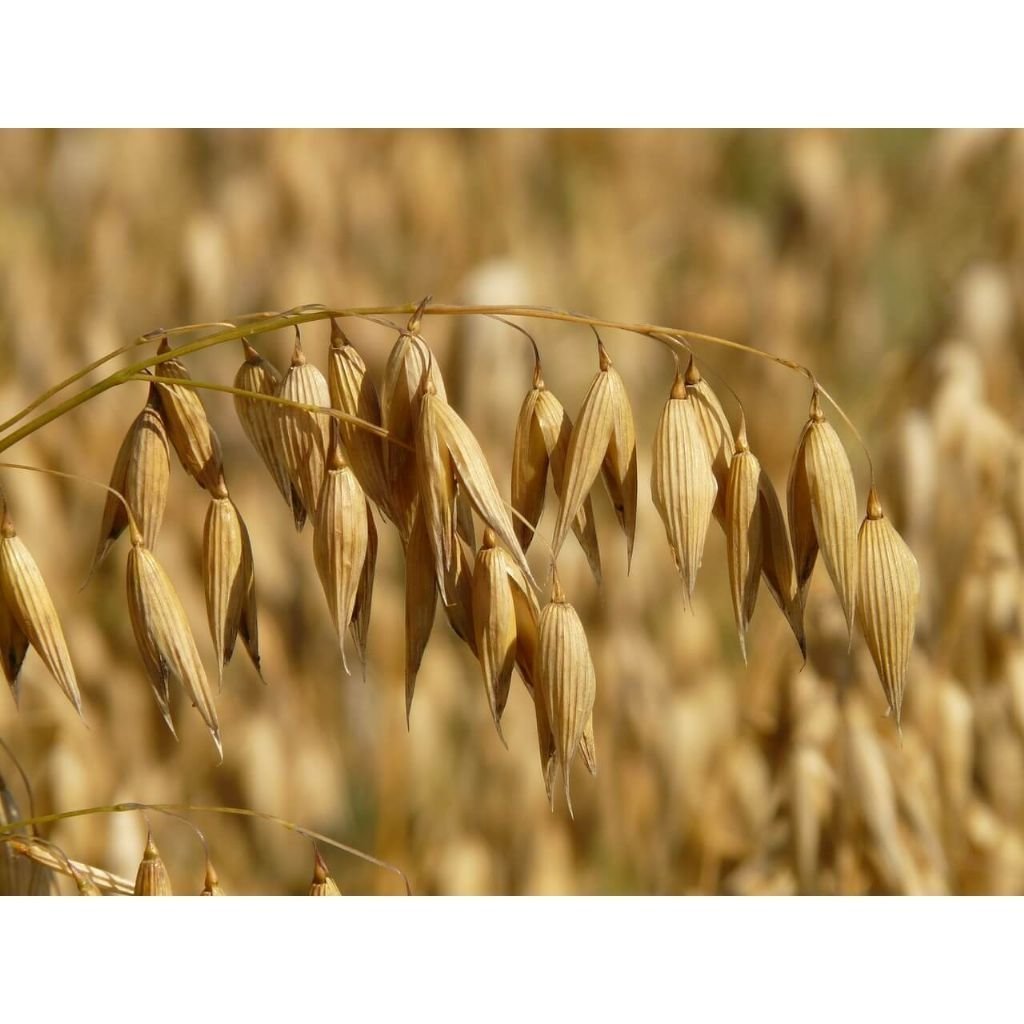 Высокоурожайные семена овса Иосиф